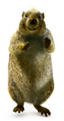 murmeli-emmi-kostenlose-iphone-app.png