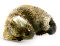 murmeli-emmi-nager.png