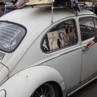 VW Käfertreffen Eggenburg 2015 155